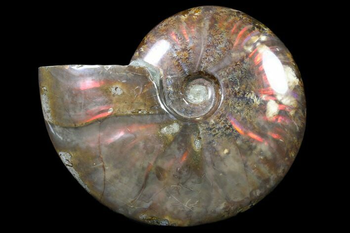 Flashy Red Iridescent Ammonite - Wide #81853